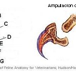 Amputación de garra u oniquectomía