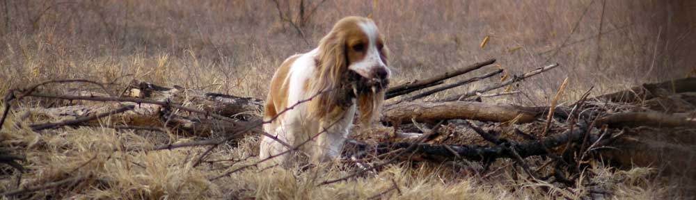 Consultorio Veterinario Online Canifelis