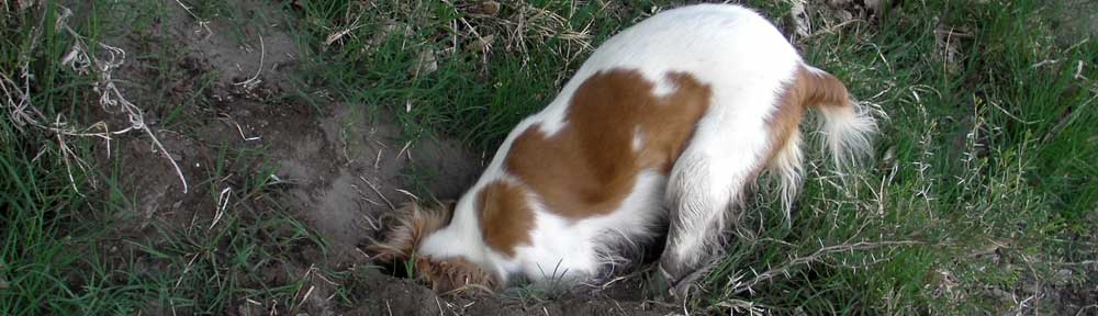 Consultorio Veterinario Online Canifelis